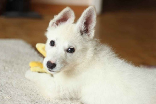 What is the meaning of a dog s barking? The meaning of 8 kinds of dog barking