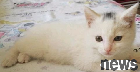 Take the cat downstairs, but is scared to death by a dog. When he gets home, he finds it is watching the animal world