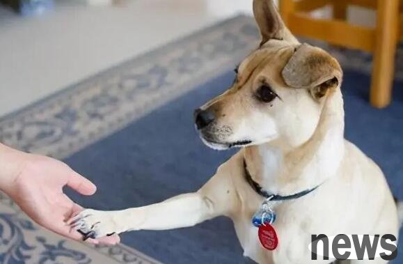 Sometimes you touch the dog s paws, but the dog is rejected and not touched