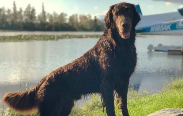How to clean the ears of the flat-haired hunting dog? Come and have a look