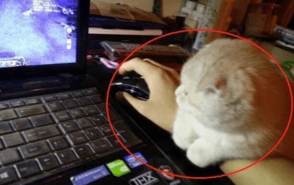 Netizens were disturbed by cats, and frequent game mistakes were despised by teammates: You should stay with the cat first!