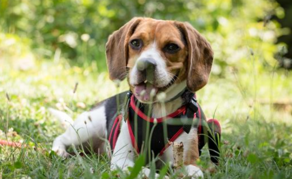 Can a puppy pass the security check if he hides himself? Don’t do anything illegal!