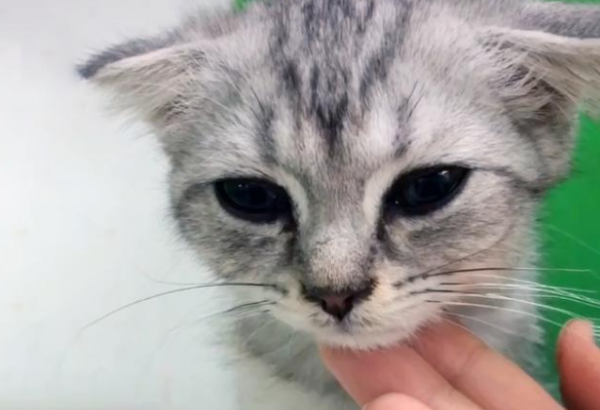 Is it worth it to meet a wandering cat, and a kind-hearted person spends tens of thousands of yuan to help?