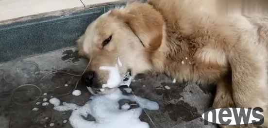 What s going on when dogs foam at each card?