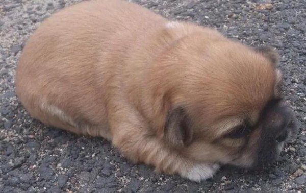 By the way, are puppies who are two or three months old afraid of the cold?