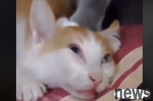 Take advantage of the situation and let you know who the boss is! Fortunately, the kitten was bullied and Ma Ma came to save the scene