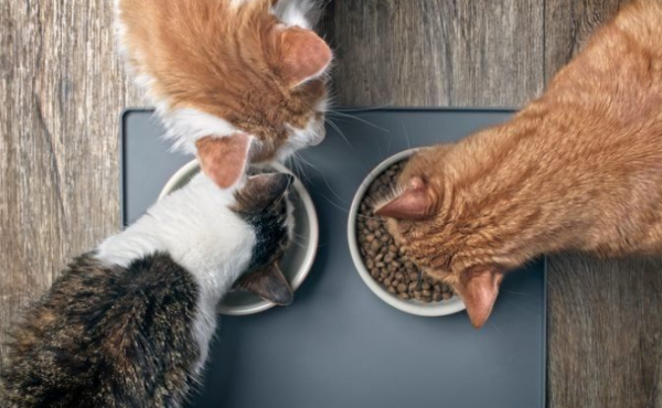 How to choose cat food for new cat shovelers? Recommended to start from the following points