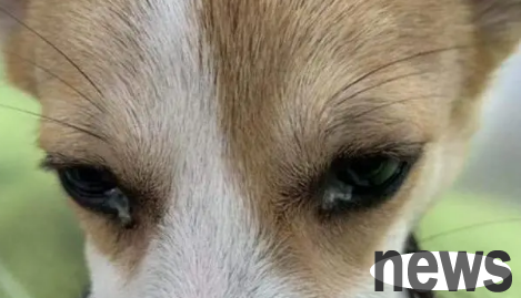 Why is the sudden increase in dog s eye poop? It is necessary to understand!