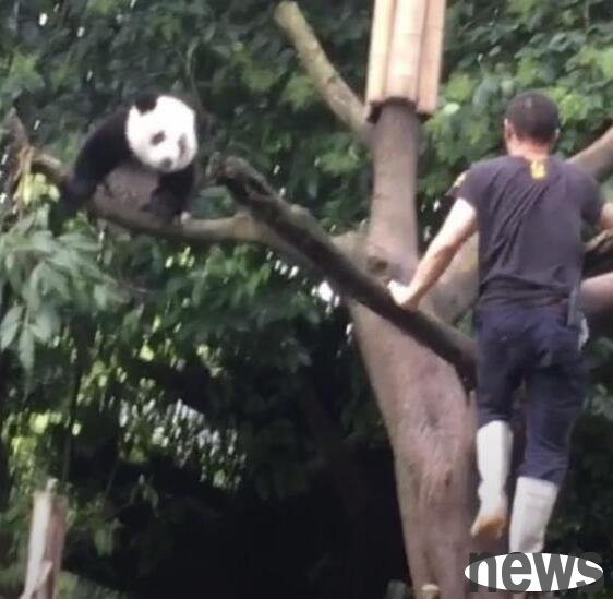 Pandas are abnormal and try their best to climb trees and stay away from their dads. The reason is hilarious!