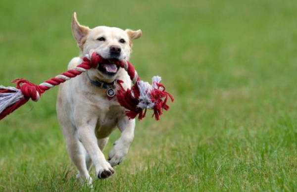 What kind of dog is good for raising a good personality and a good temper? If you want to know, come and get it!