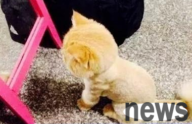 The cat is too expensive to cut in the pet shop, and the cat collapses in an instant when he looks in the mirror.