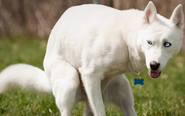 Dog knowledge: How to deal with bloody stools in dogs?