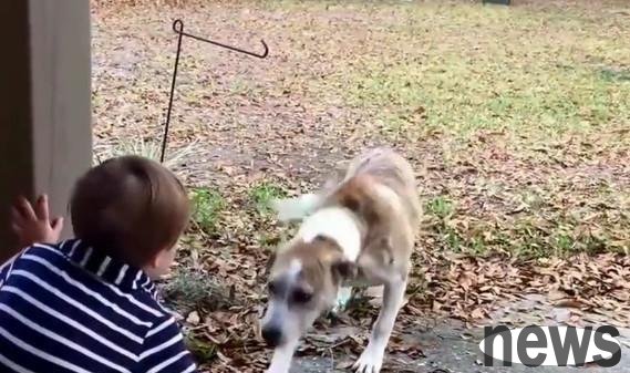 The stray dog ​​sneaked into the yard and tried to get close to the little boy. Suddenly rushed out of a cat, and the next scene was dumbfounded!