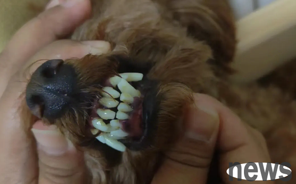 What should I do if my dog s teeth fall? It depends on the situation!