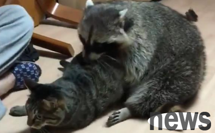 The cat was forcibly hugged by a raccoon and could not move under him. The scene was as good as a forceful robbery of a woman!