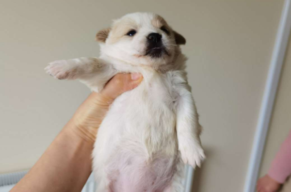 How long does a small schwan dog live? Read this article in detail