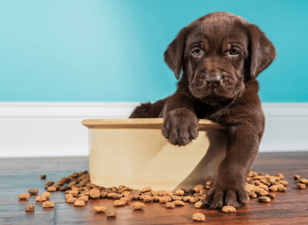 Can dogs enter the restaurant? Let s learn about it together