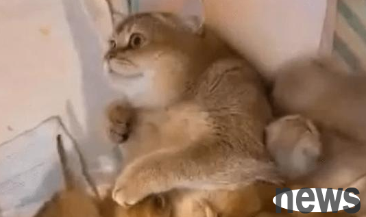I can t bear to sell the kitten, and every time I feed my mother, my expression brightens