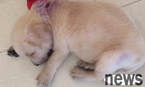 Home remedies for hydroabdominal fluid in dogs, come and get it