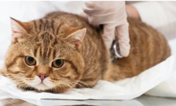 Encourage more veterinarians to visit and provide better preventive care for cats