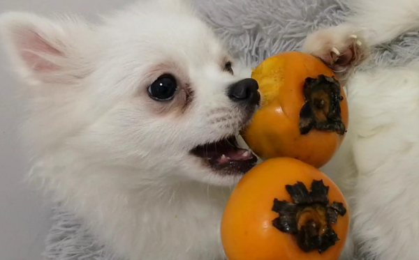 Tips on raising dogs: Can dogs eat persimmons?
