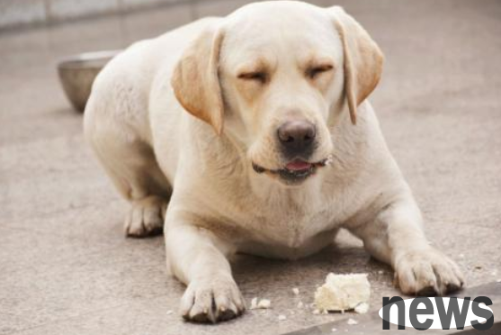 Question of the day: Can dogs eat steamed buns?