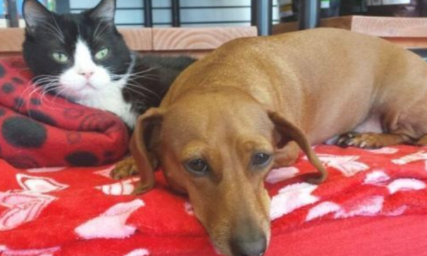 The disabled cat cannot survive alone, and the puppy 
