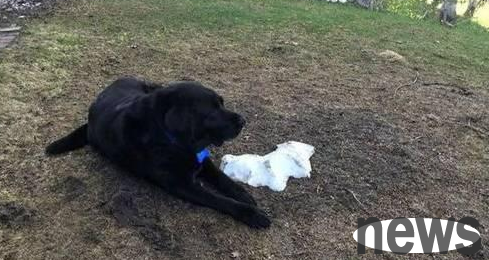 My dog ​​vomited a puddle of white foam, what caused it?