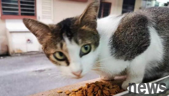 Two months after a stray cat went missing, he took a kitten as a 