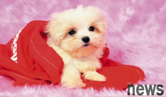 Why does my dog ​​keep panting after giving birth to puppies? What are the reasons?
