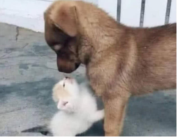 When the heroine came home from get off work, she found that the little kitten was missing. She walked to the yard and took a closer look and was shocked.