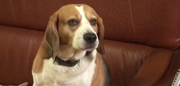 The beagle touched the kitten and was spanked eight times a day by the mother cat