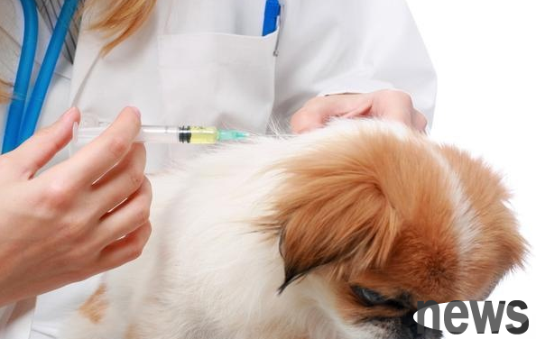 How long does it take to vaccinate dogs against deworming? Newbies must know