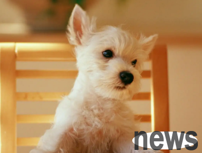 Let me tell you what causes trembling puppy legs!