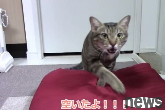 The well-behaved cat will wait for meals until the owner says it’s okay!
