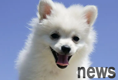 Let you know: Why does the puppy s heartbeat suddenly become very fast?