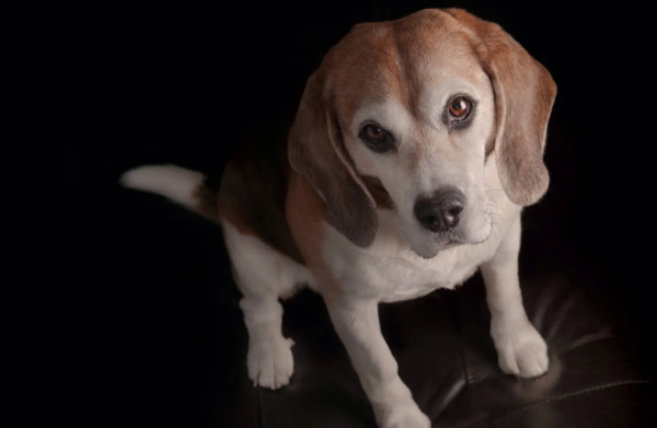 What should I do if my dog ​​has cold and diarrhea? If you are interested, you can come and find out more!