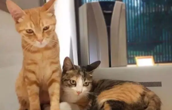 Seriously sick orange cat forced to leave just to guard companion s urn