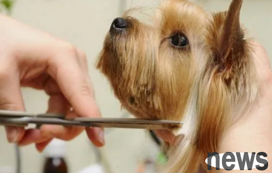 Let’s take a look at whether pet shearing and heat dissipation are correct.