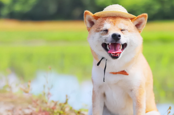 Air Canada brings dogs on board | Canada suffered a horrific fire, the airline made an exception and allowed pets to board the plane, and the cats and dogs looked so happy