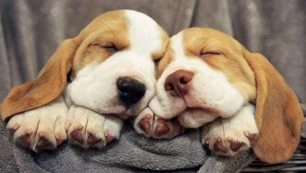 How does a dog calculate its age? Owners must know!