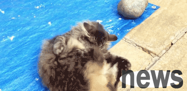 Prize for confusing cat behavior: I hit myself!