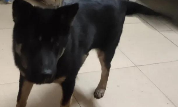 In Dalang, Dongguan under the epidemic, if you are bitten and scratched by a pet, you must seek medical treatment promptly and get rabies vaccine