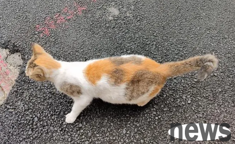 A stray cat waiting to be adopted conquers the hearts of the people with his actions and successfully changes his destiny!