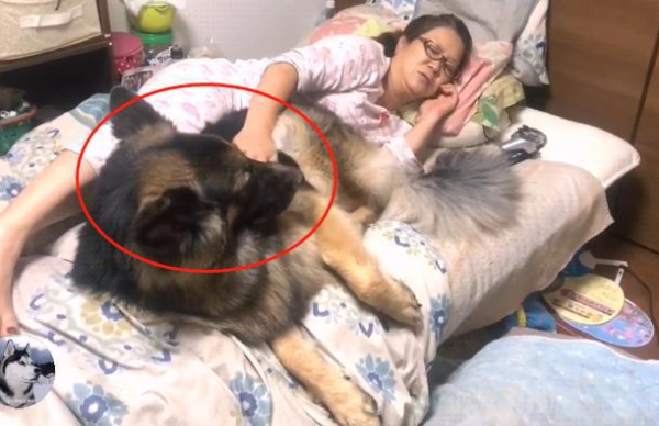 The German shepherd slept with his owner since he was a child, and a year later he still treated him as a puppy. It felt so wronged.