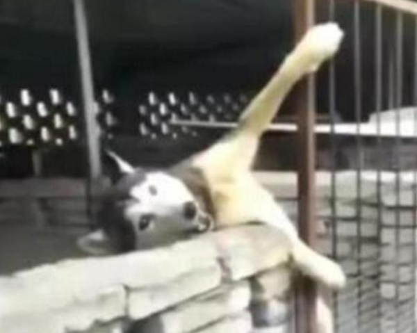 The dirty puppy was locked up in the utility room. As soon as he turned around, he heard the sound of a wolf, and the species was instantly identifiable.