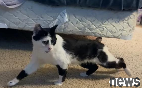 The stray cat that stood outside the window of a kind person every day and peeked at domestic cats finally waited for the person who loved it.