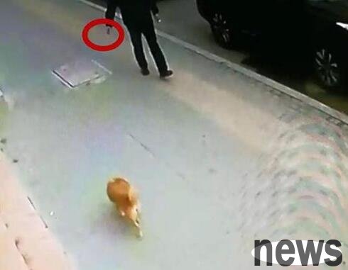 20 pet dogs in the community were suspected of eating isoniazid and died. Video surveillance captured the poisoning man
