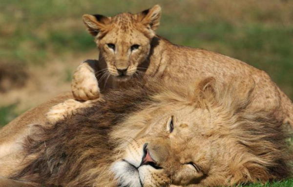 好奇心害死大猫！ It bit the male lion s balls hard, and it was so painful to be taught a lesson in seconds.