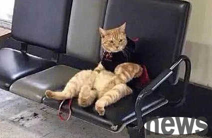 When I picked up my girlfriend at the station, I forgot my cat on the bench.